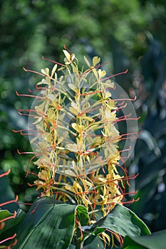 Kahili ginger, Hedychium gardnerianum, yellow flowers photo
